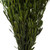 Vickerman 18-24" Spring Green Platys Foliage Comes in a 5 oz Bundle Preserved