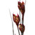 Vickerman 36-40" Merlot Bell Grass with Seed Pods 8-9 oz Bundle Preserved
