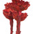 Vickerman 8-12" Red Rosette Compacta - Sleeved 5 stems Dried