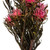 Vickerman 8-20" Pink Punch Plumosum Female 8 flower heads per bundle Preserved