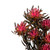 Vickerman 8-20" Pink Punch Plumosum Female 8 flower heads per bundle Preserved