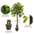 Vickerman 50" Artificial Potted Camellia Tree