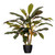  Vickerman 30" Artificial Real Touch Dracaena 