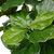 Vickerman 8' Artificial Potted Fiddle Tree