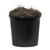 Vickerman 6' Artificial Variegated Deluxe Black Plastic Pot