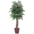 Vickerman 6' Artificial Ming Aralia Executive Rattan Basket