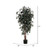 Vickerman 6.5' Artificial Marginata Executive Black Plastic Pot
