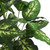 Vickerman 36" Artificial Green and White Dieffenbachia Plant