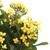 Vickerman 17.25" Artificial Yellow Kalanchoe Bush