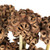 Vickerman 18-24" Natural Spider Knobs on Reed Stem 9 stems Dried