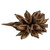 Vickerman 6" Natural Star Pod 1 piece Dried