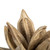 Vickerman 6" Bleached Star Pod 1 piece Dried