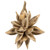 Vickerman 6" Bleached Star Pod 1 piece Dried