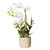  Vickerman 19" Artificial White Deluxe Potted Cycnoches Orchid 
