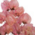 Vickerman 13.5-17" Pink Dried Cara Blossom Bundle Preserved