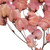 Vickerman 13.5-17" Pink Dried Cara Blossom Bundle Preserved