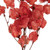 Vickerman 13.5-17" Red Dried Cara Blossom Bundle Preserved