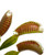 Vickerman 12" Green Artificial Venus Flytrap Plant 3/pk