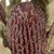 Vickerman 12" Natural Pink Banksia Menzi Flower with Stem