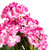 Vickerman 19.5" Artificial Light Pink Geranium Bush