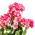  Vickerman 19 5" Artificial Coral Geranium Bush 