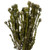 Vickerman 12" Natural White Tortum Bundle Female Preserved