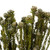 Vickerman 12" Natural White Tortum Bundle Female Preserved