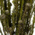 Vickerman 12" Natural White Tortum Bundle Female Preserved