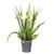 Vickerman 16.5" Artificial Daffodil in Galvanized Pot