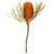 Vickerman 12" Jumbo Autumn Banksia Flower with Stem