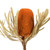 Vickerman 12" Jumbo Autumn Banksia Flower with Stem