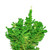  Vickerman 6.5' Flocked Lime Slim Fir Artificial Christmas Tree Lime Dura-lit LED Lights 