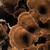 Vickerman 3-10" Natural Calice Multipiece Specimens approximately 100 multi piece units Dried