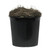 Vickerman 4' Artificial Mango Extra Full Bush Black Plastic Pot