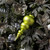  Vickerman N150673DMV - 14" Lime Matte Finial UV Drilled Christmas Ornament 