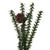 Vickerman C803924 2ft Carmel Pine Table Top Christmas Tree