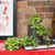 Vickerman FH170901 11" Aeonium Spray-Green PK/3