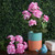 Vickerman FQ173102-4 18" Lt Pink Geranium Bush 4/pk