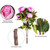 Vickerman FD170403 23'' Cerise Peony Bush W/6 Flwrs 3 Buds