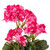 Vickerman FA174601-4 20" Pink Geranium Bush 4/pk