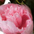 Vickerman FD182379 23" Brush Pink Peony Bush 6 Flwrs 3 Buds