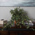 Vickerman FB170901 26" Mini Vari. Ivy Hanging Bush-Green