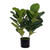 Vickerman FM229732 31" Artificial Two Stem Green Fiddle Leaf in Woven Basket