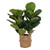 Vickerman FM229732 31" Artificial Two Stem Green Fiddle Leaf in Woven Basket