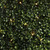 Vickerman TP194249LED Vickerman - 48 Inch 450-Light Outdoor Steady Warm White LED Christmas Light String 