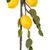 Vickerman FK171701 Vickerman - 5 ft Green/Yellow Lemon Christmas Garland - Unlit 