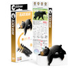 Black Bear EUGY2