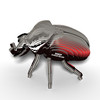 Goliath Beetle EUGY2