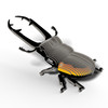Stag Beetle EUGY2
