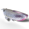 Silver Arowana EUGY2